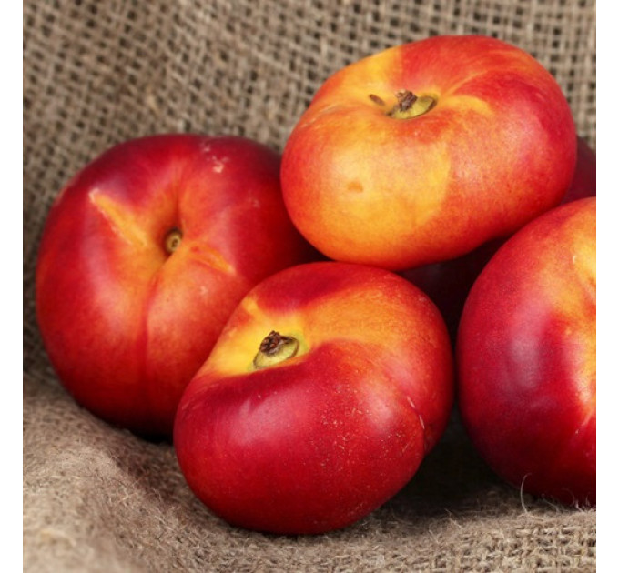 Саджанці нектарину інжирного сорт Месембріна, підщепа маньчжурський персик