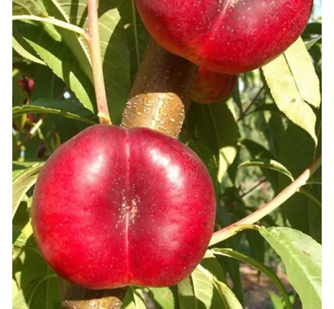 Саджанці нектарину інжирного сорт Месембріна, підщепа маньчжурський персик