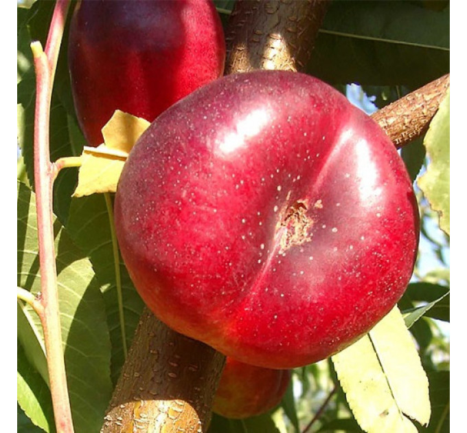 Саджанці нектарину інжирного сорт Месембріна, підщепа маньчжурський персик