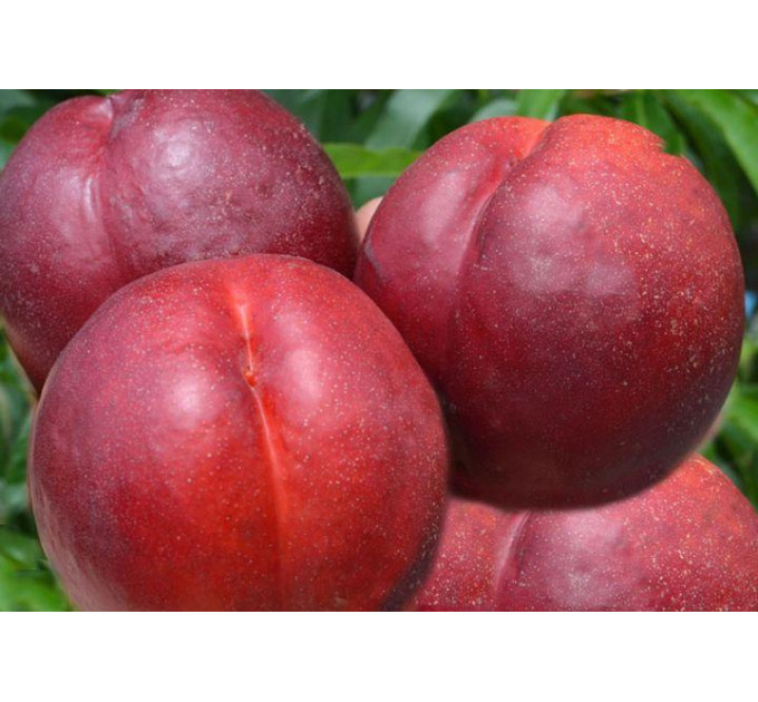 Саженцы нектарина сорт Биг топ, подвой миндаль