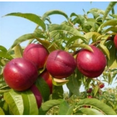 Саженцы нектарина сорт Нектаред 306, подвой алыча