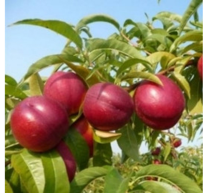 Саженцы нектарина сорт Нектаред 306, подвой алыча