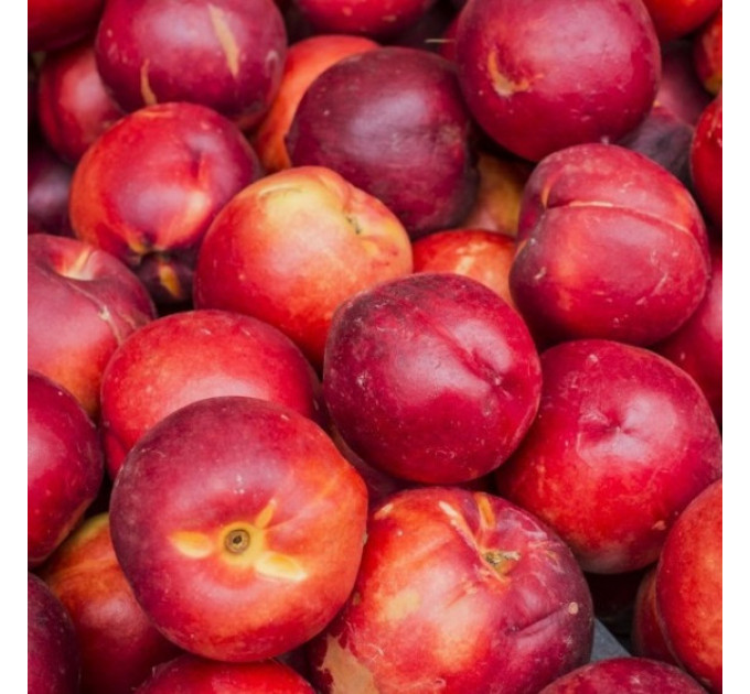 Саженцы нектарина сорт Фаярд, подвой алыча