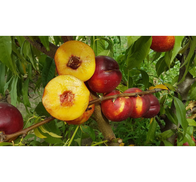 Саженцы нектарина сорт Фаярд, подвой алыча