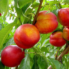 Саженцы нектарина сорт Фаярд, подвой алыча