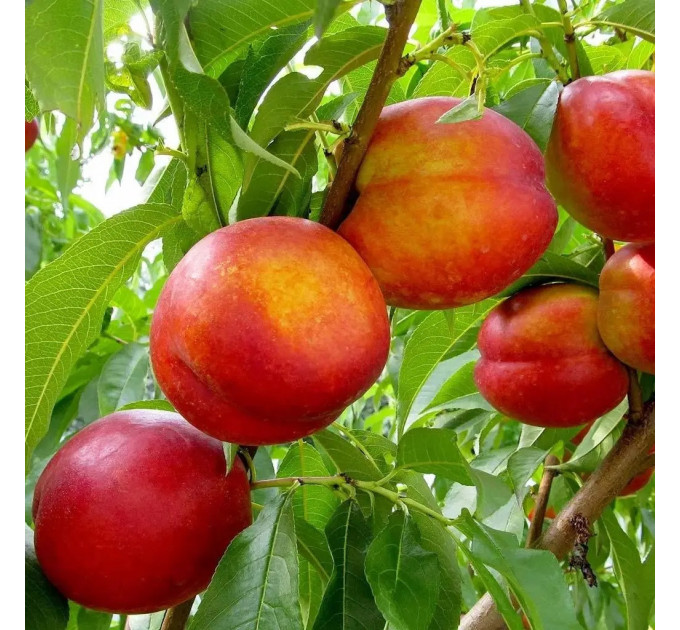 Саженцы нектарина сорт Фаярд, подвой алыча