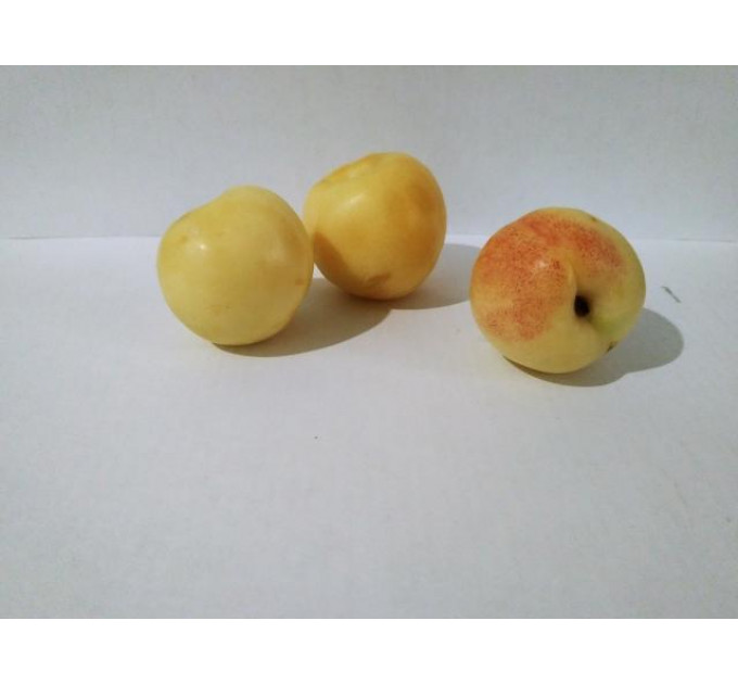 Нектарин Белый (White nectarine)