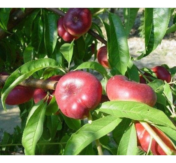 Саженцы нектарина сорт Конценттина (среднего срока созревания)