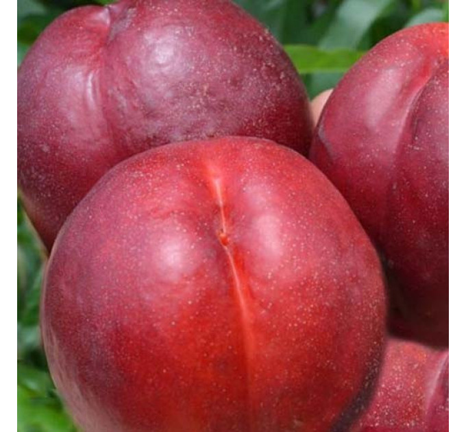 Саженцы нектарина сорт Свит Леди, подвой миндаль