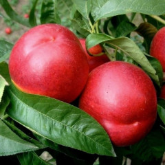 Саженцы нектарина сорт Свит Леди, подвой миндаль