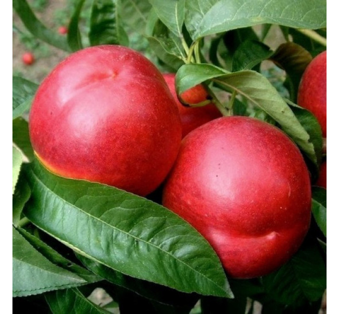 Саженцы нектарина сорт Свит Леди, подвой миндаль