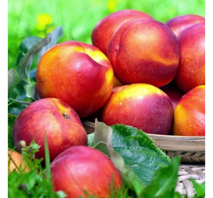 Саженцы нектарина сорт Свит Леди, подвой миндаль