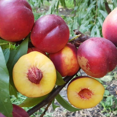 Саженцы нектарина сорт Флейвор Топ (среднего срока созревания)