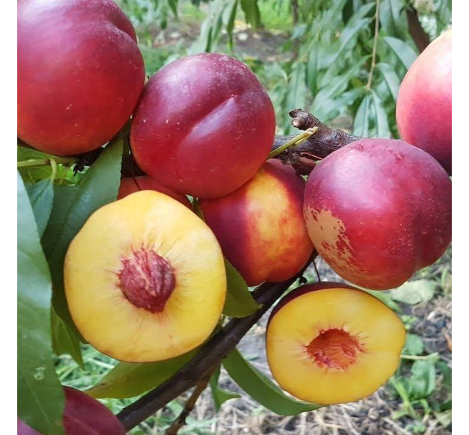 Саженцы нектарина сорт Флейвор Топ (среднего срока созревания)