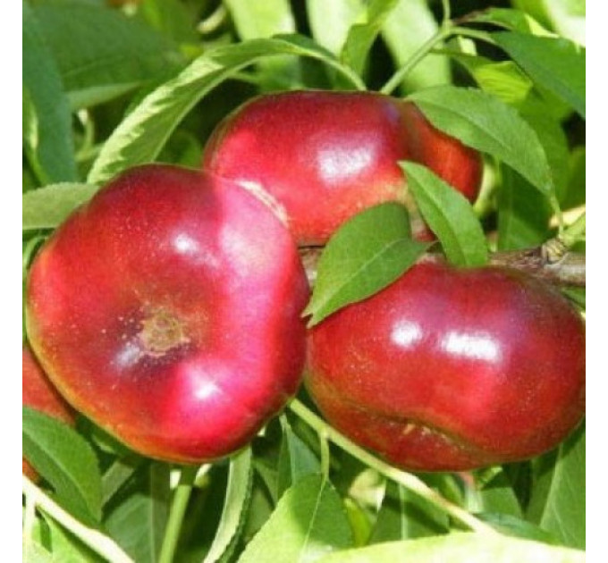 Саженцы нектарина сорт Конценттина (среднего срока созревания)