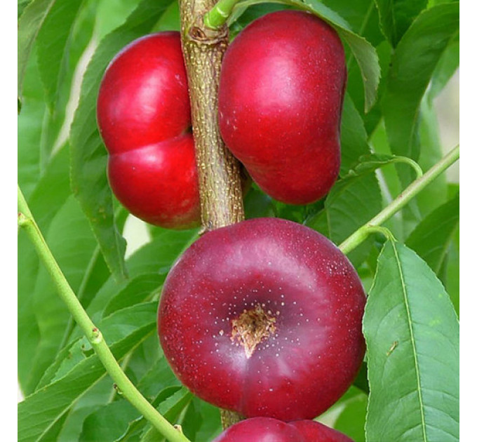 Саженцы нектарина сорт Конценттина (среднего срока созревания)