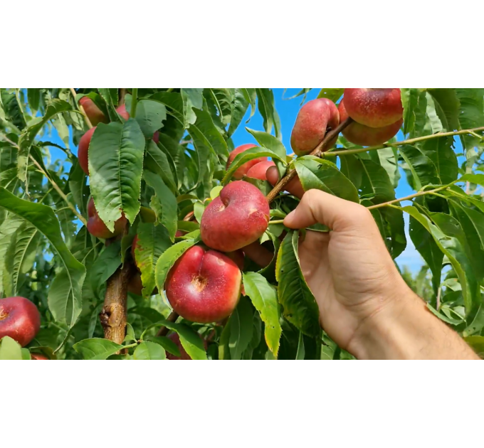 Саженцы нектарина сорт Конценттина (среднего срока созревания)