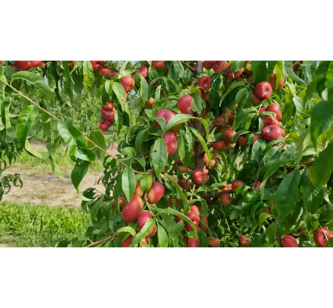 Саженцы нектарина сорт Конценттина (среднего срока созревания)