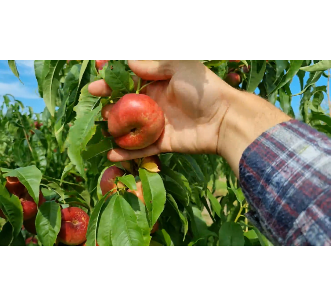 Саженцы нектарина сорт Конценттина (среднего срока созревания)