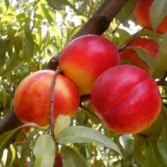 Саженцы нектарина сорт Фантазия, подвой алыча