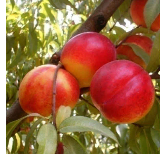 Саженцы нектарина сорт Фантазия, подвой алыча