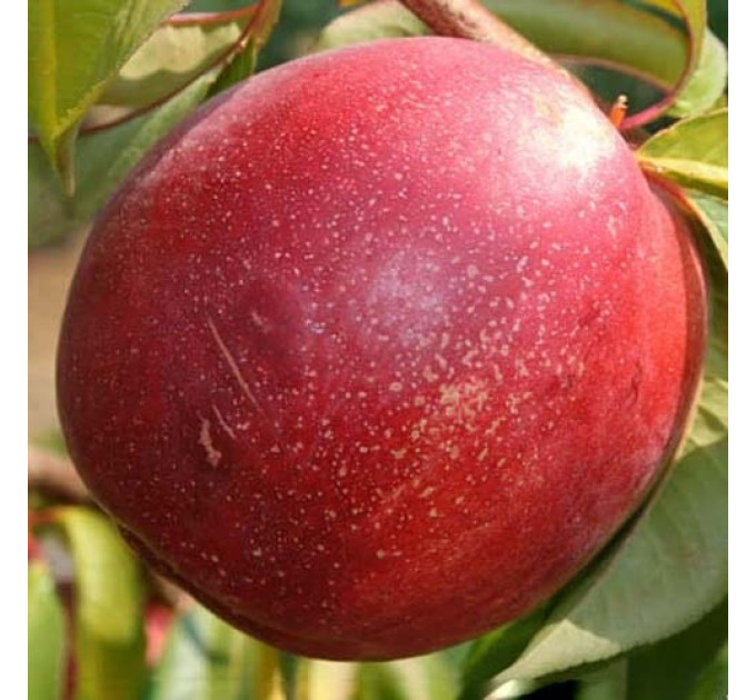 Саженцы нектарина сорт Биг Хейвен, подвой алыча