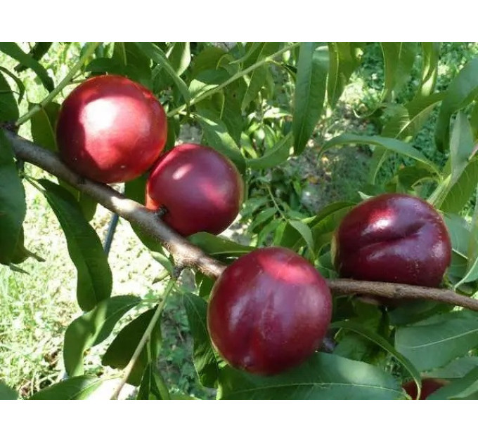 Саженцы нектарина сорт Биг Хейвен, подвой алыча