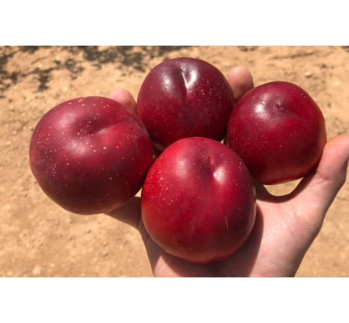 Саженцы нектарина сорт Биг Хейвен, подвой алыча