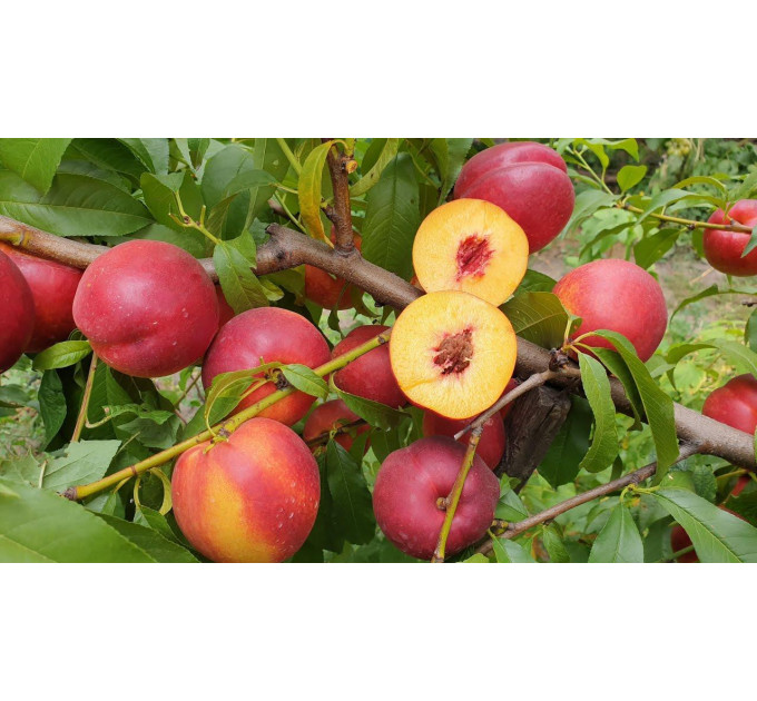 Нектарин сорт Харко