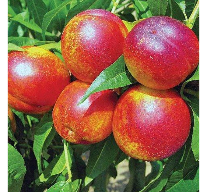 Нектарин сорт Харко