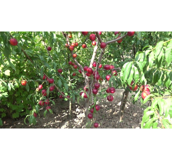 Нектарин сорт Харко