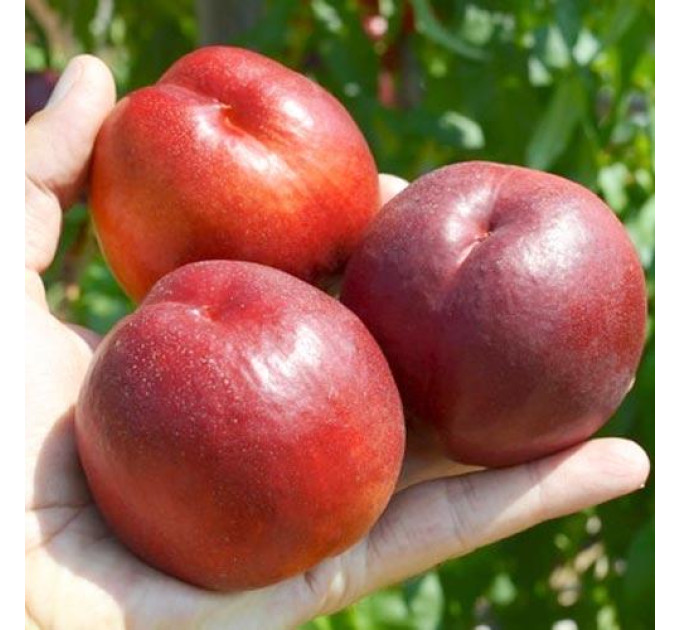 Саджанці нектарина сорт Біг топ, 2 года