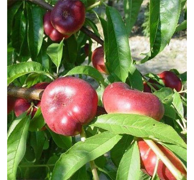 Саженцы нектарина сорт Донат, подвой миндаль