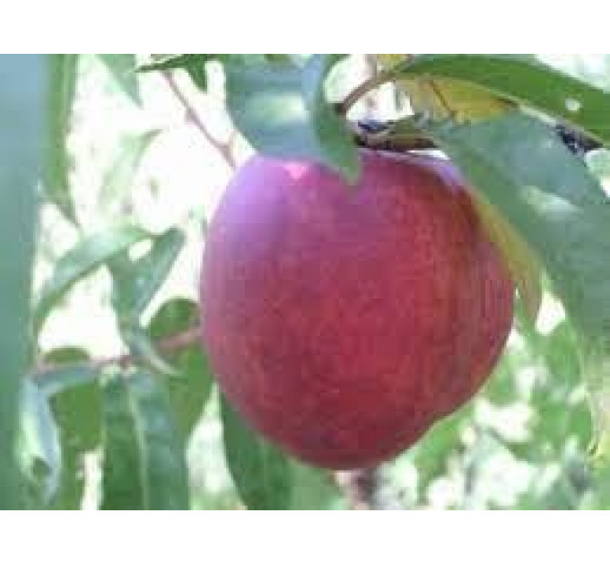 Саженцы нектарина сорт Флеминг Фьюри (PF-11), подвой миндаль