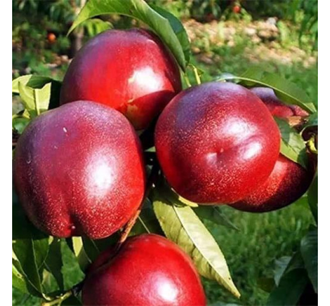 Саженцы нектарина сорт Флеминг Фьюри (PF-11), подвой миндаль