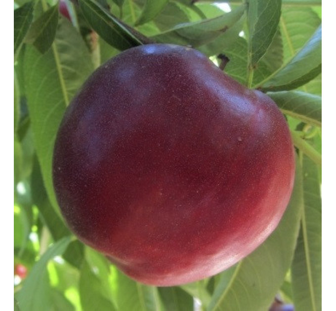 Саженцы нектарина сорт Экстрим Бьюти, подвой маньчжурский персик