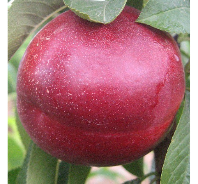 Саженцы нектарина сорт Экстрим Бьюти, подвой маньчжурский персик