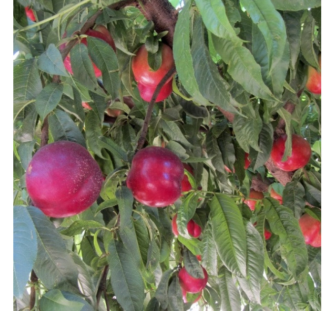 Саженцы нектарина сорт Экстрим Бьюти, подвой маньчжурский персик