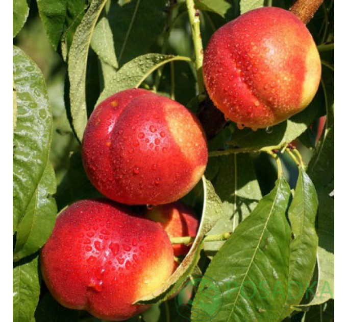 Нектарин сорт Старк Делишес