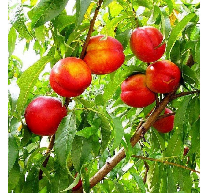 Нектарин сорт Старк Делишес