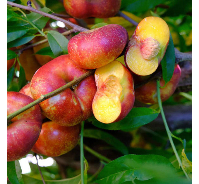 Саженцы нектарина сорт Донат, подвой миндаль