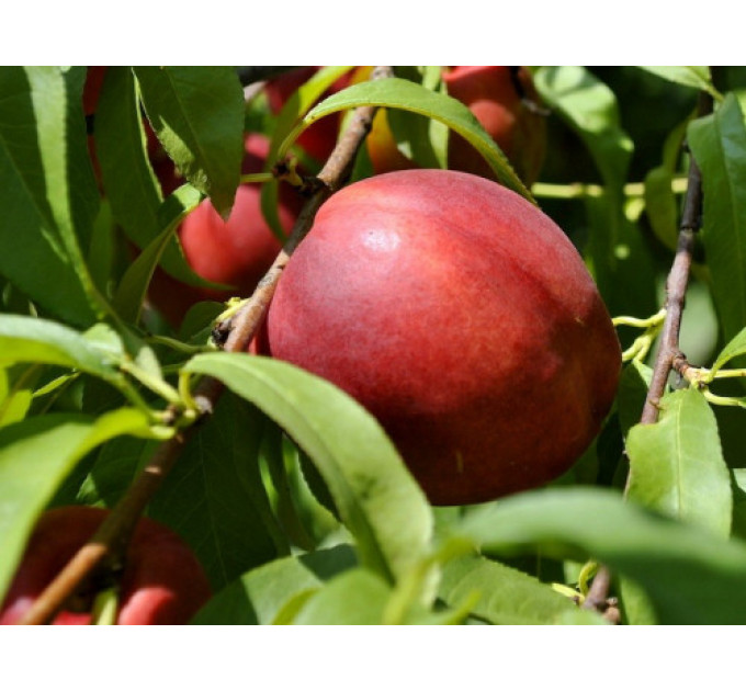 Саженцы нектарина сорт Старк Сангло