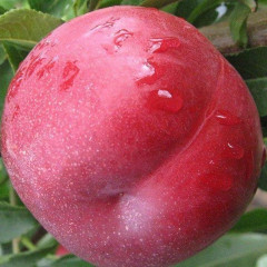 Саженцы нектарина сорт Экстрим Мэй, подвой миндаль