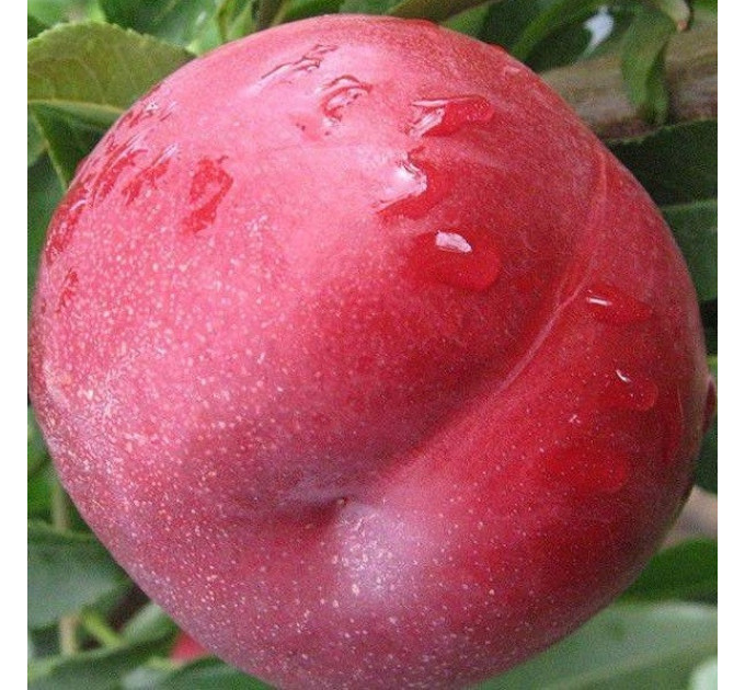 Саженцы нектарина сорт Экстрим Мэй, подвой миндаль