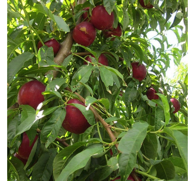 Саженцы нектарина сорт Экстрим Мэй, подвой миндаль