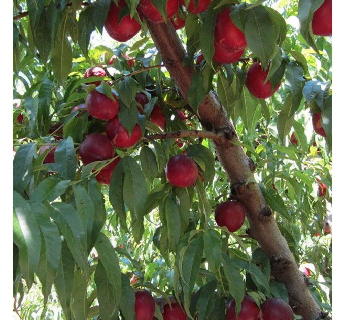 Саженцы нектарина сорт Экстрим Мэй, подвой миндаль