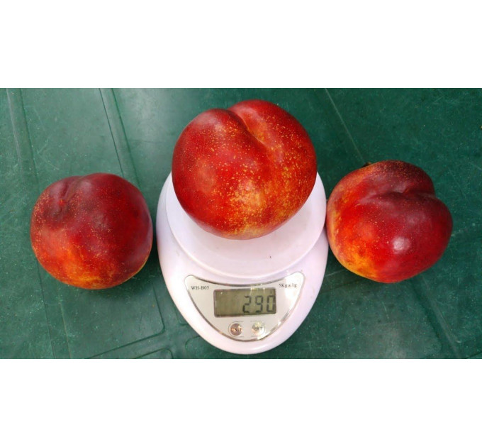 Саженцы нектарина сорт Алитоп (средне-позднего срока созревания)