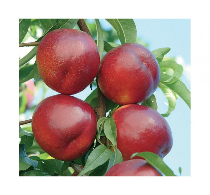 Саженцы нектарина сорт Алитоп (средне-позднего срока созревания)