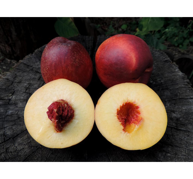 Саженцы нектарина сорт Алитоп (средне-позднего срока созревания)