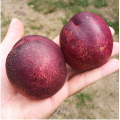 Саженцы нектарина сорт Алитоп (средне-позднего срока созревания)